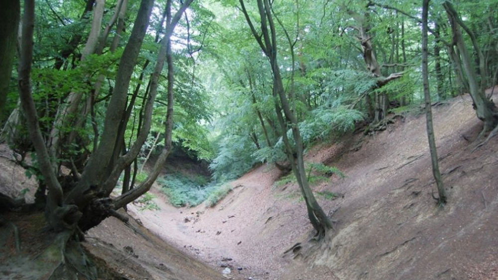 .Hidden-London-Locations-Wild-Woods